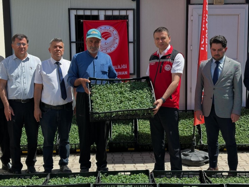 OSMANİYE’DE ÇİFTÇİLERE 118 BİN DOMATES FİDESİ DAĞITILDI