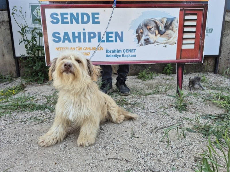 OSMANİYE BELEDİYESİ’NDEN SOKAK HAYVANLARI İÇİN DİJİTAL SAHİPLENDİRME PLATFORMU