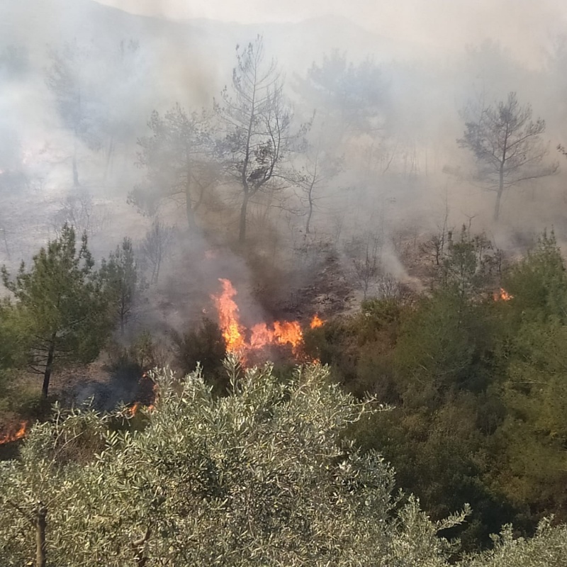 OSMANİYE'NİN DÜZİÇİ İLÇESİNDE ORMANLIK ALANDA YANGIN ÇIKTI