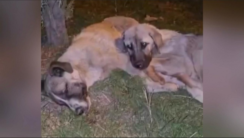 ANNESİ ÖLEN YAVRU KÖPEK SAHİPSİZ KALMADI