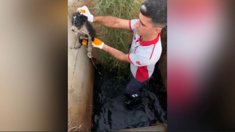 OSMANİYE OSB’DE ATIK SU KUYUSUNDA MAHSUR KALAN 2 YAVRU KÖPEK KURTARILDI